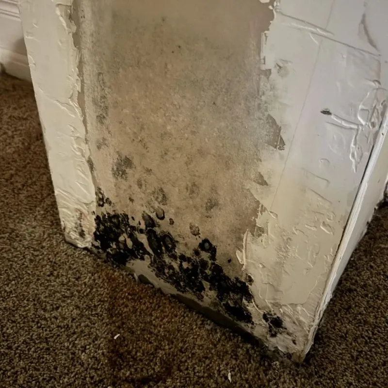 Professional Mold Removal in Rancho Cordova, CA